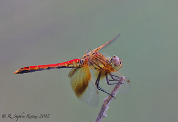 Sympetrum semicinctum, male